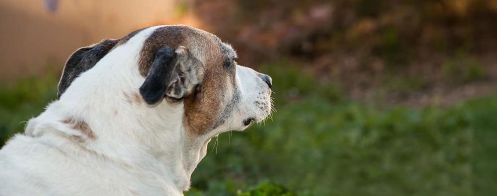 Brown and white potentially dangerous breed dog by a stream in an autumn setting with fallen leaves and a wooden picnic table.