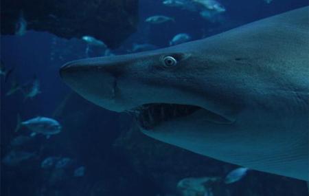 Imagen Bioparc Aquarium of Gijón