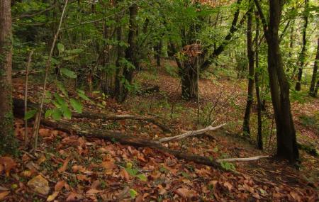 Imagen Los Bosques de Castaños y la Pomarada
