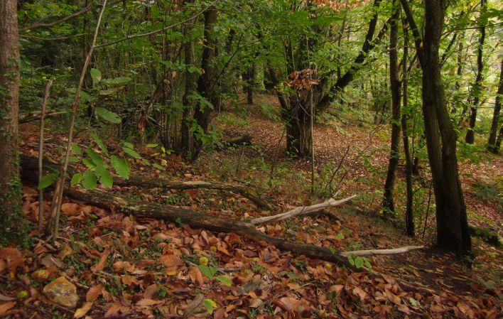 Ir a Imagen Los Bosques de Castaños y la Pomarada