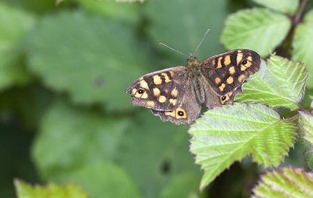 Butterflies of Somiedo
