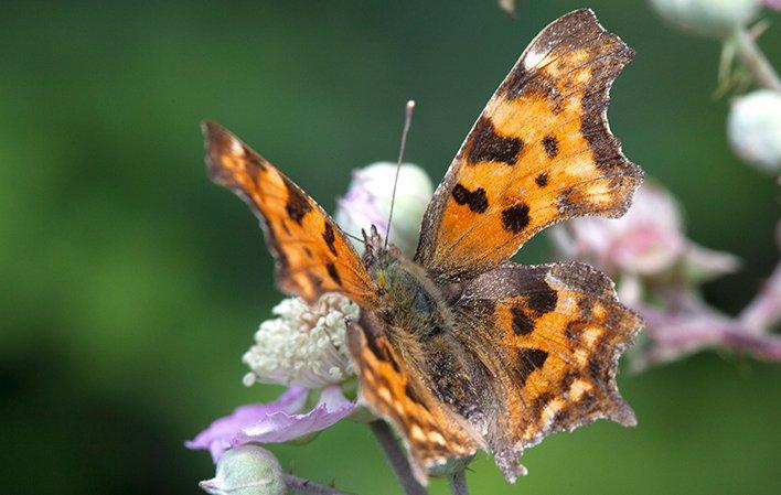 Go to Image Butterflies of Somiedo