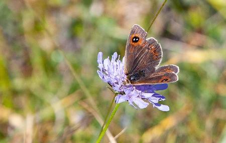 Butterflies of Somiedo