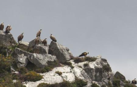 Beobachtung von Bartgeiern in den Picos de Europa