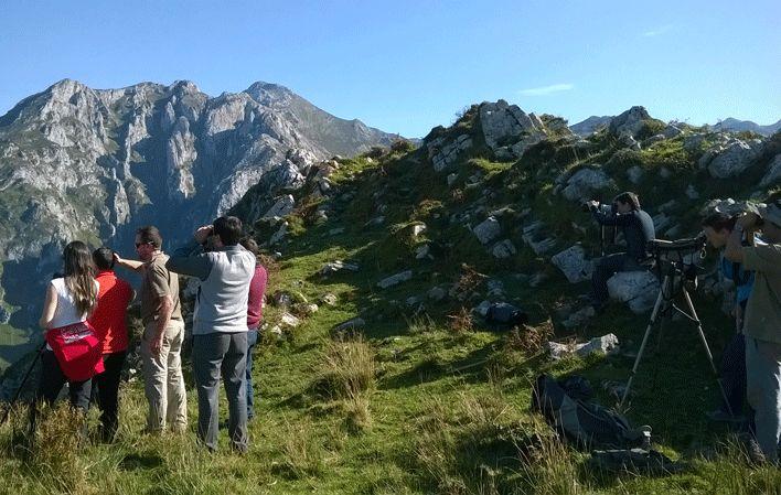 Gehe zu Bild Beobachtung des Bartgeiers in den Picos de Europa