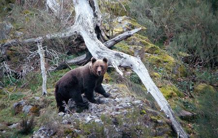 Brown Bear Watching