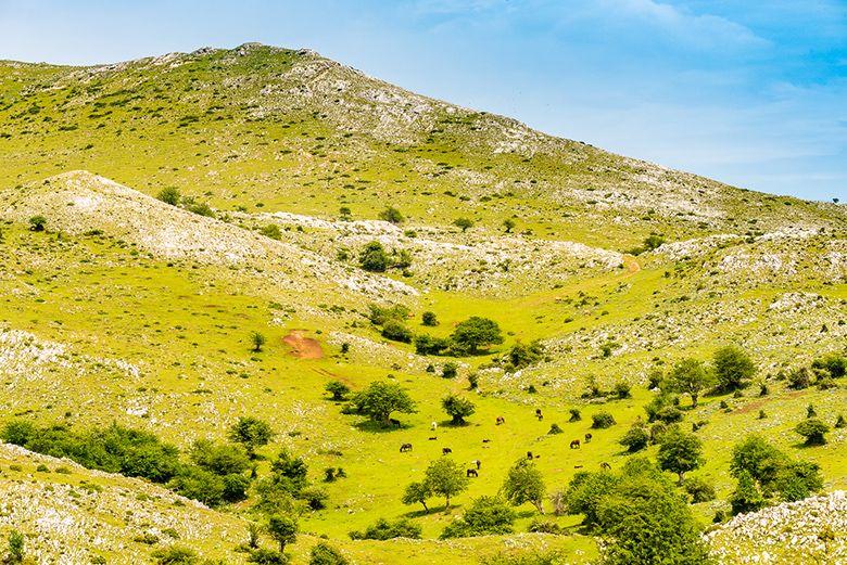 Image of Asturcones in the Sueve mountain (Piloña)