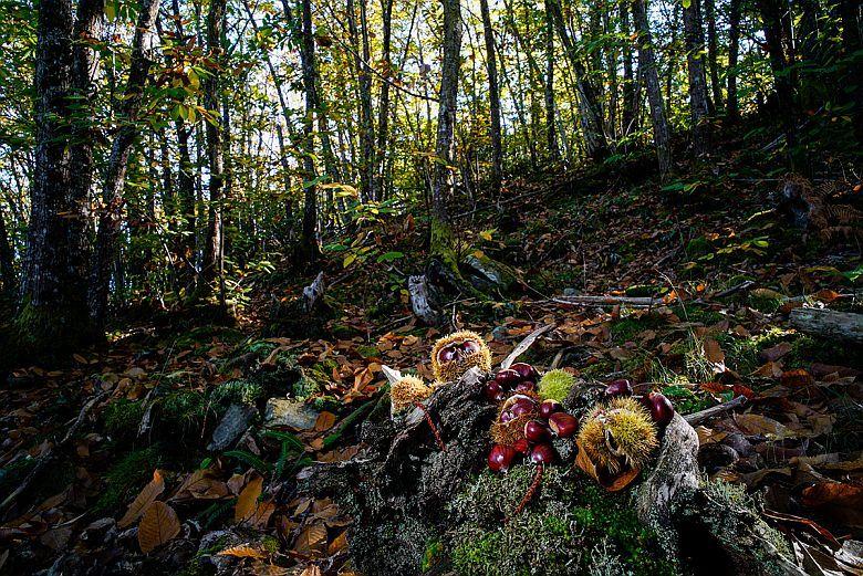 Image of the Atlantic Botanical Garden (Gijón)
