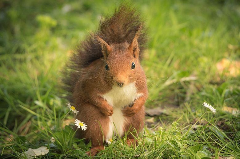 Image of a squirrel in Isabel La Católica Park in Gijón.