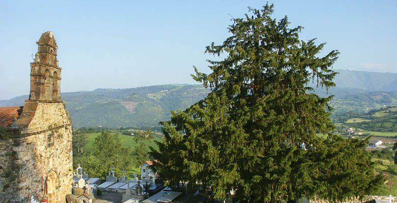 Picture of San Martín de Salas and its yew tree