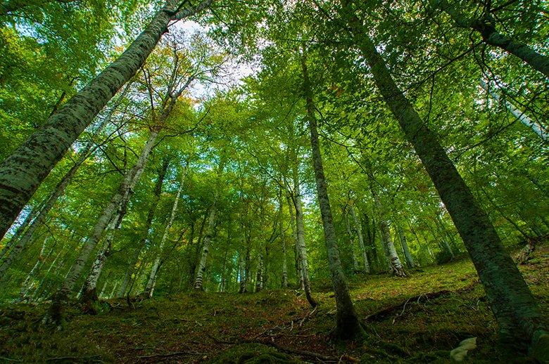 Image of the Pome Forest in the Cornión massif, Cangas de Onís