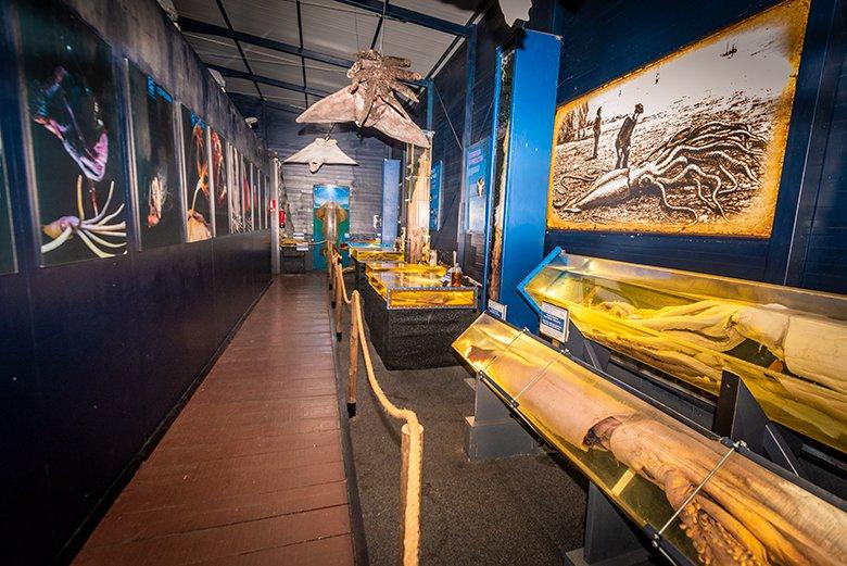 Image of giant squid in Parque de la Vida