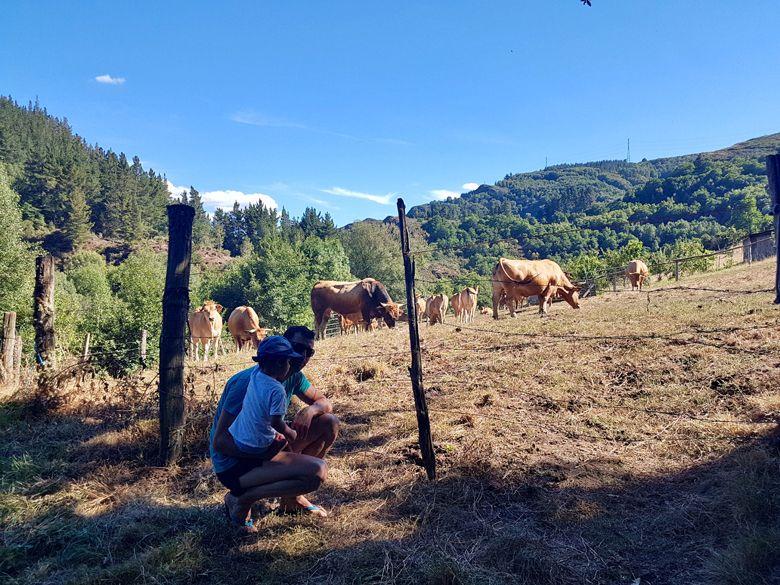 Imagen en el campo contemplando vacas