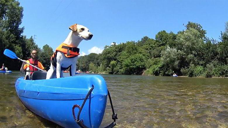 Picture of the dog Pipper in the canoe descent of the Sella river