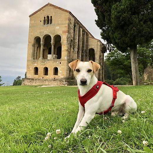 Picture of the dog Pipper in Santa María del Naranco (Oviedo)