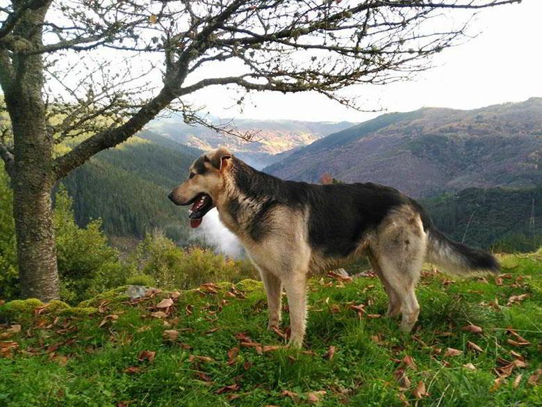 Image of a dog in a forest in San Martín de Oscos.