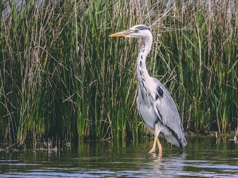 Bird's eye view of the Villaviciosa estuary