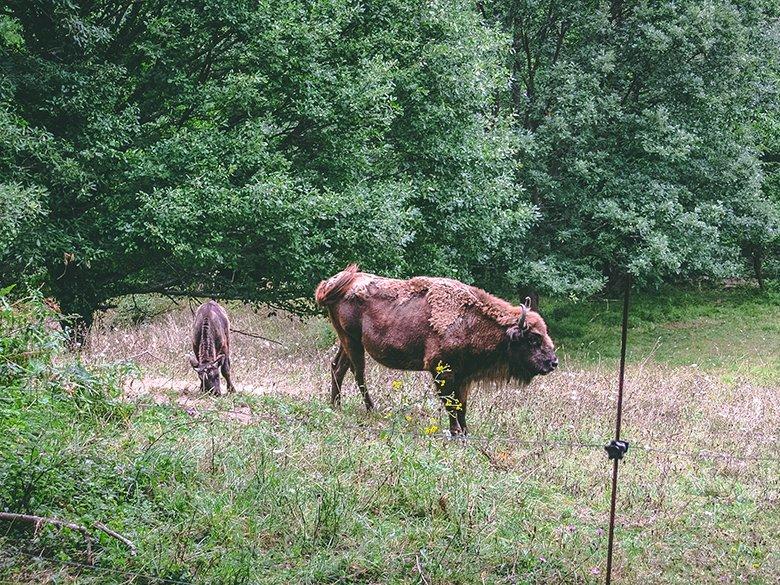 Image of animals in the Prehistoric Park of Teverga