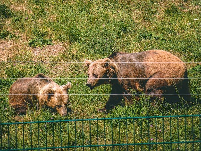 Image of bears in the enclosure of Proaza