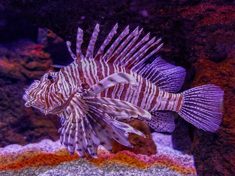 Image of the Gijón Aquarium