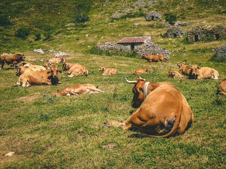 Image of cows in Somiedo
