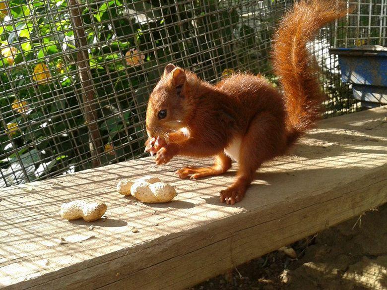 Image du zoo El Bosque à Oviedo