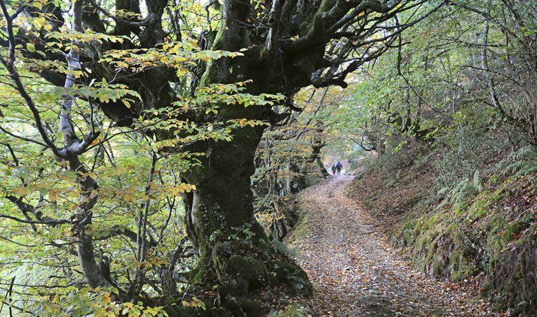Image of the route through the Bosque de Moal (Cangas del Narcea)