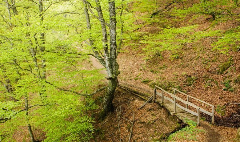 Route in the Redes Natural Park
