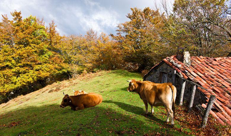 Image of forest and hut in the Redes Natural Park