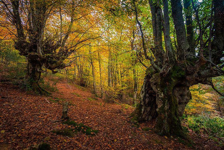 Image of the Lindes beech forest (Quirós)