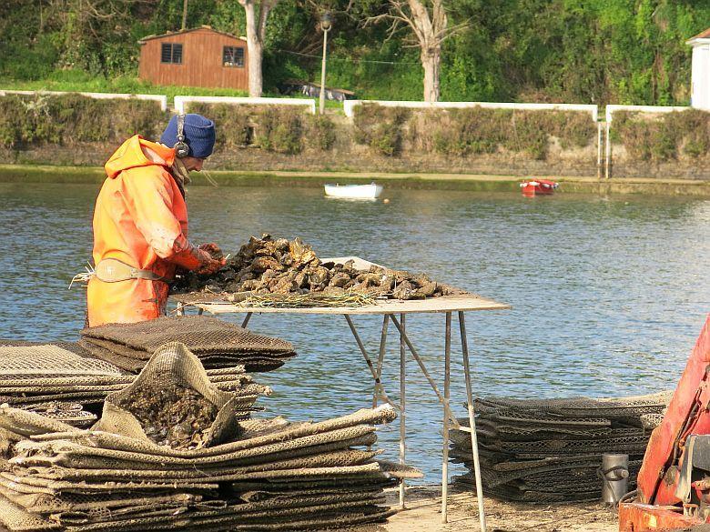 Image of an Oystercatcher in the Eo estuary