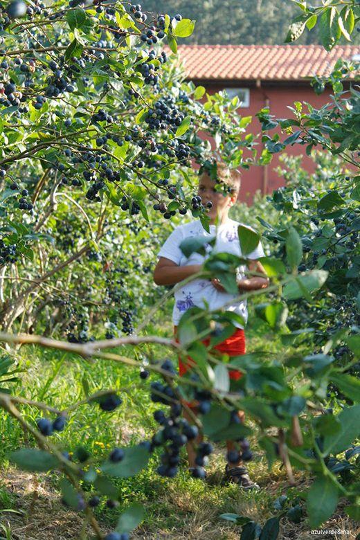 Image of the El Malaín Estate (Villaviciosa)