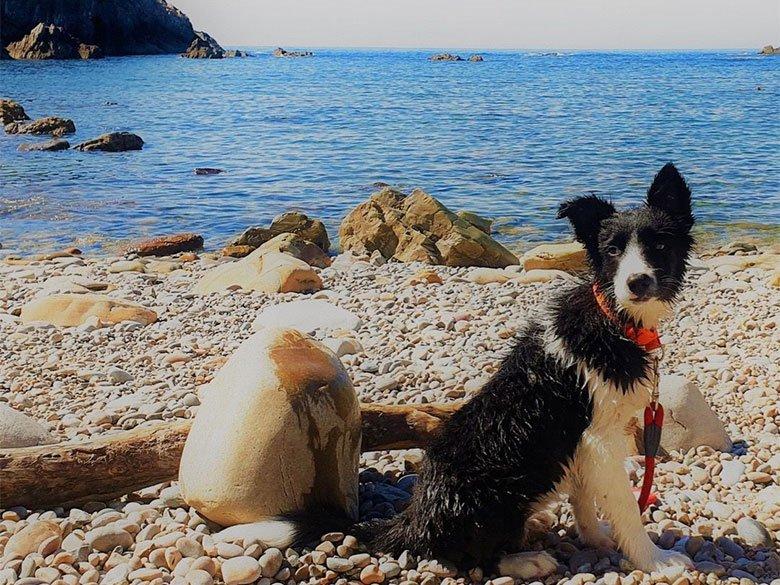 Picture of a dog in Cala Salencia (Cudillero)