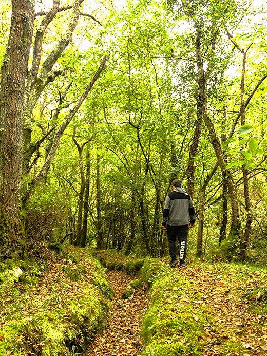 Image of the Regueirina Path