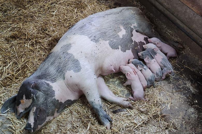 Image of the Conlléu Farm School (Colunga)