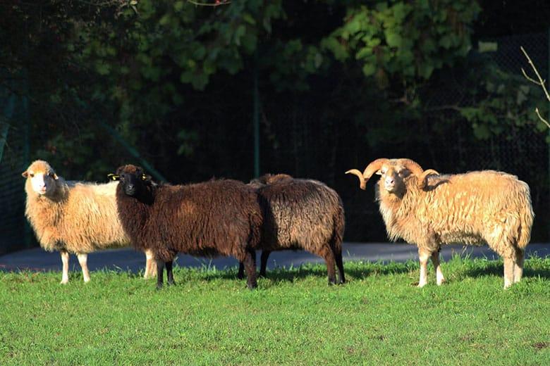 Image of the Granja Escuela Marinas (Las Regueras)