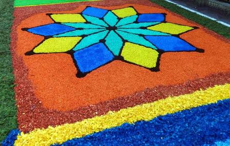 Floral Carpets in Cue