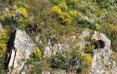 Bears in Las Fuentes del Narcea, Degaña e Ibias