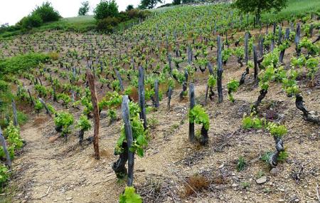 Monasterio de Corias Winery