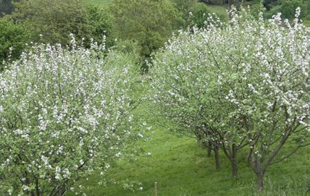 Imagen Menéndez Cider Cider Cider Mill