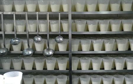 Elaboración de Afuega'l Pitu en la quesería Ca Sanchu