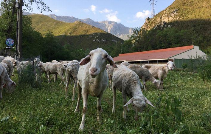 El Cabriteru Cheese Factory