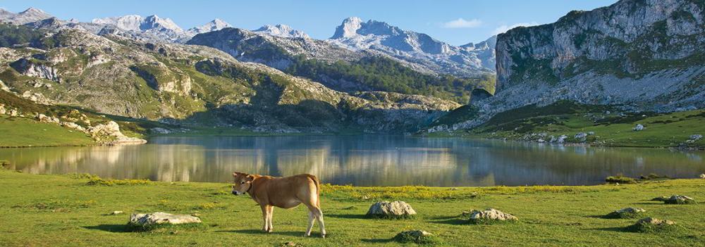 Image of Lake Ercina with a cow in the foreground in the council of Cangas de Onís.