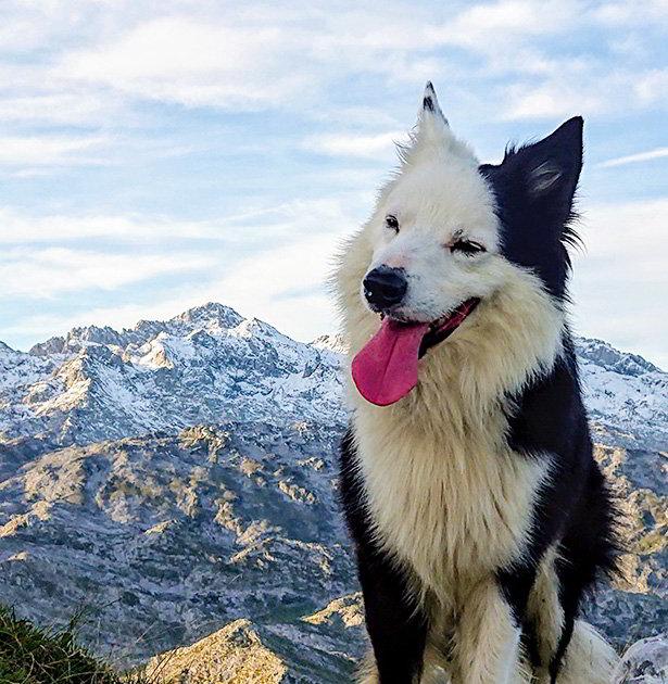 Black and white dog on a snowy mountain background