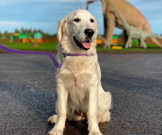 Dog sitting in front of the MUJA dinosaurs