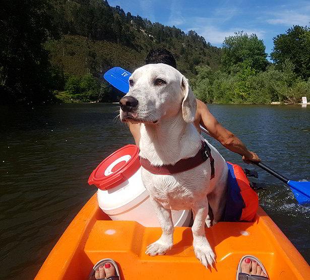 Dog sitting in a canoe on the river