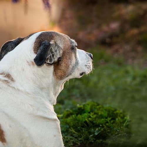 Image Dogs considered potentially dangerous