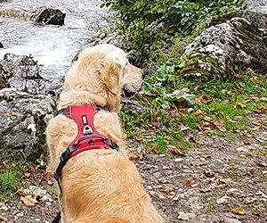 Image How to get here