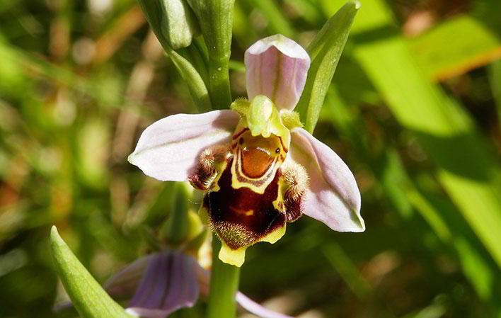 Gehe zu Bild Beobachtung der Flora