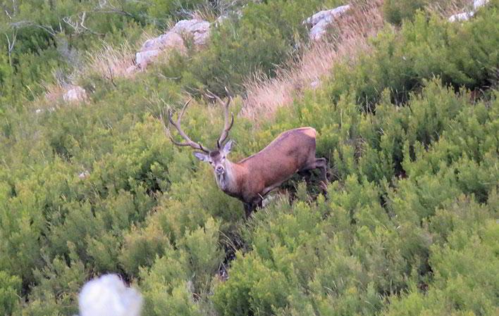 Ir a Imagen Berrea del Ciervo